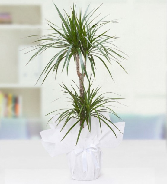 Marginata Çiftli 