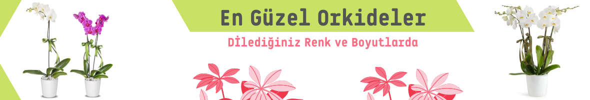 orkideler